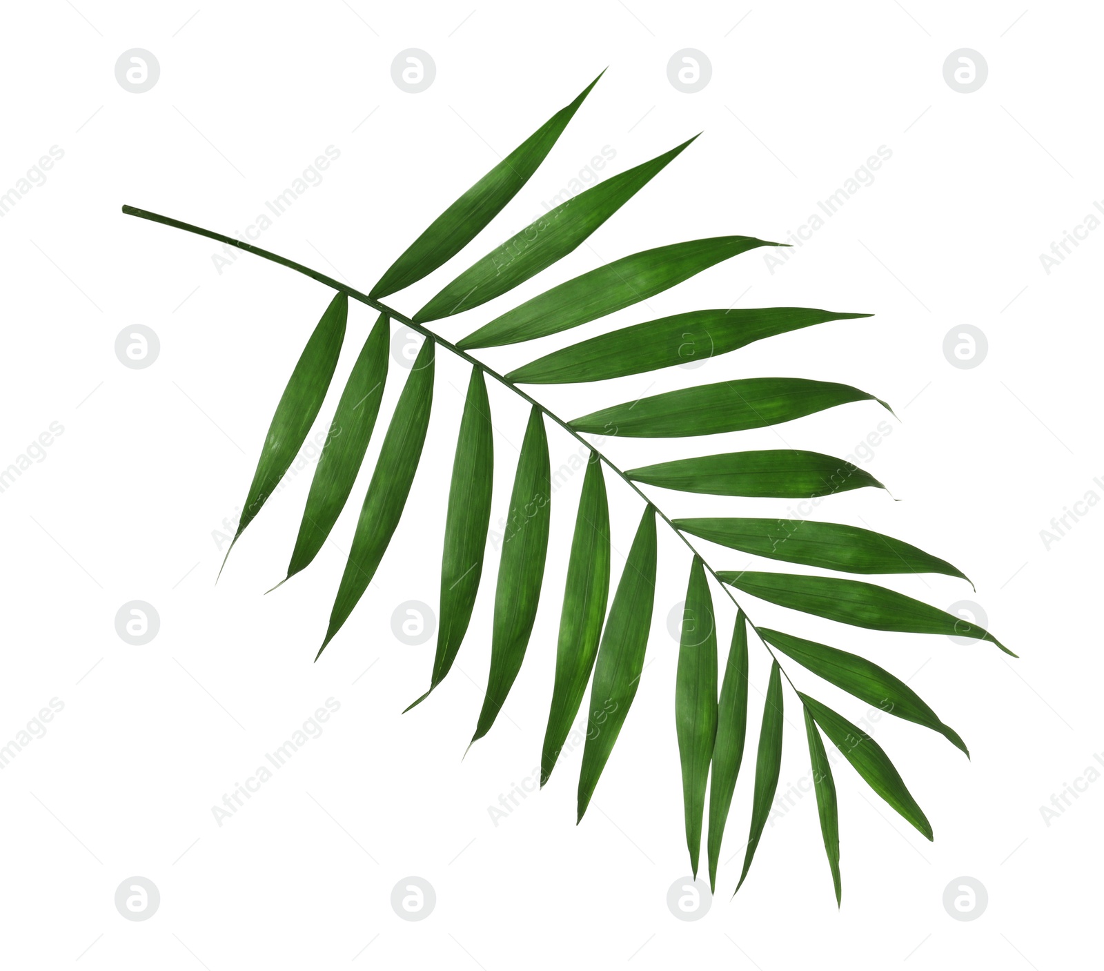 Photo of Beautiful lush tropical leaf isolated on white