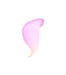Photo of Tender pink rose petal isolated on white