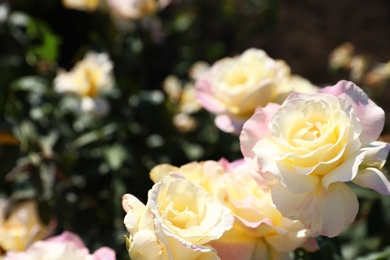 Photo of Green bush with beautiful roses in blooming garden on sunny day