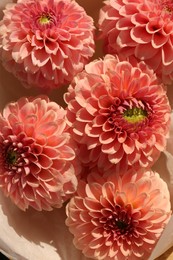 Beautiful dahlia flowers on white background, closeup