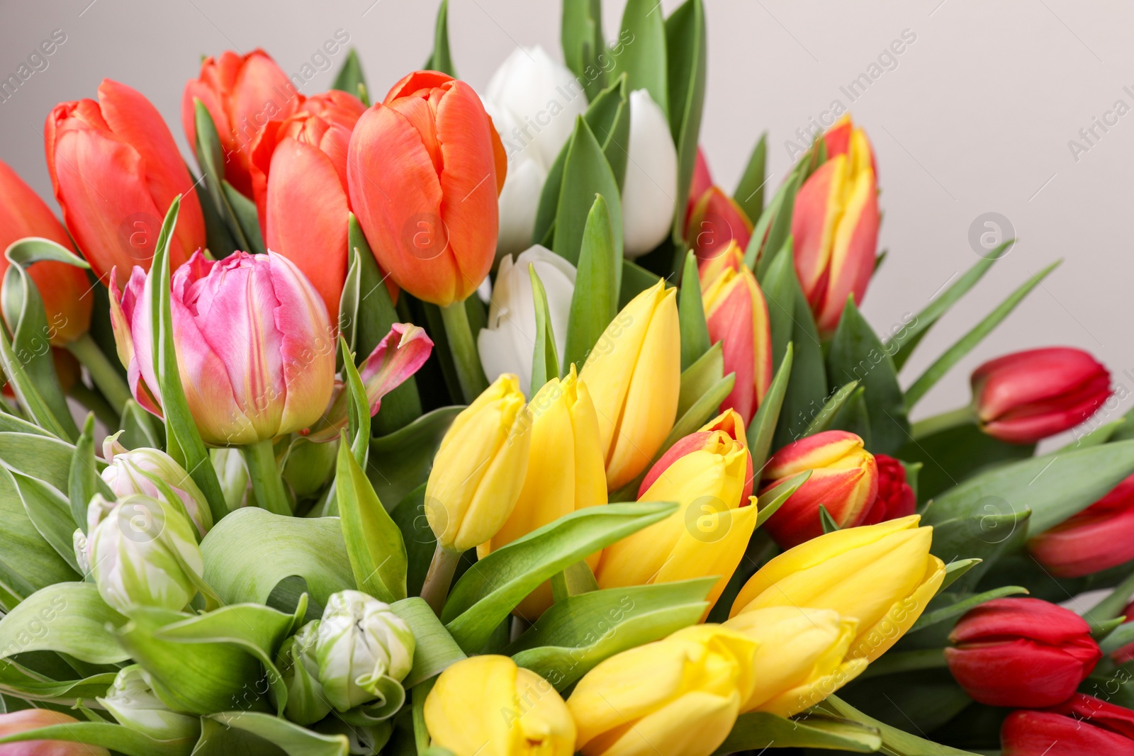 Photo of Beautiful colorful tulip flowers on grey background, closeup