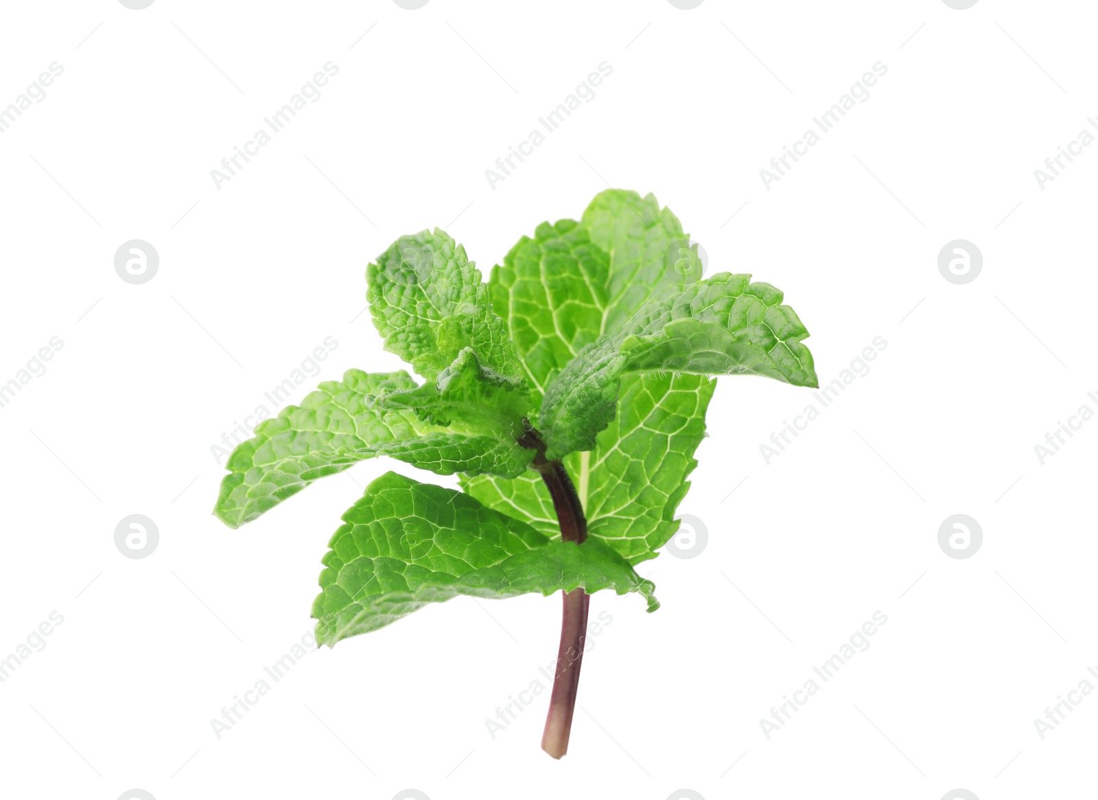 Photo of Branch of fresh mint isolated on white