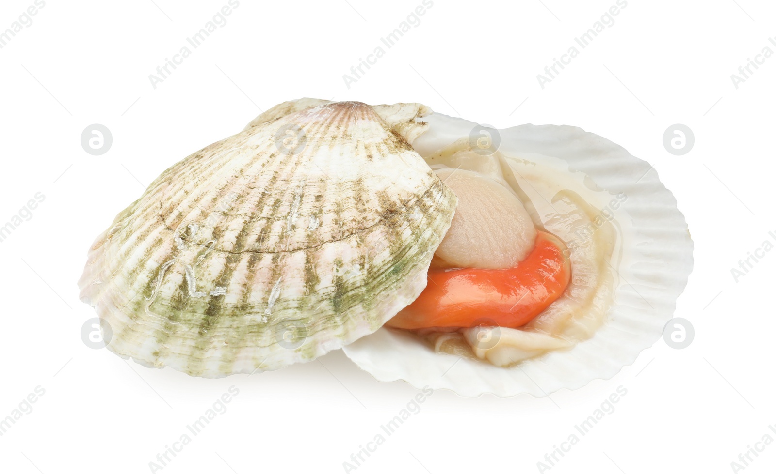 Photo of Fresh raw scallop with shell isolated on white