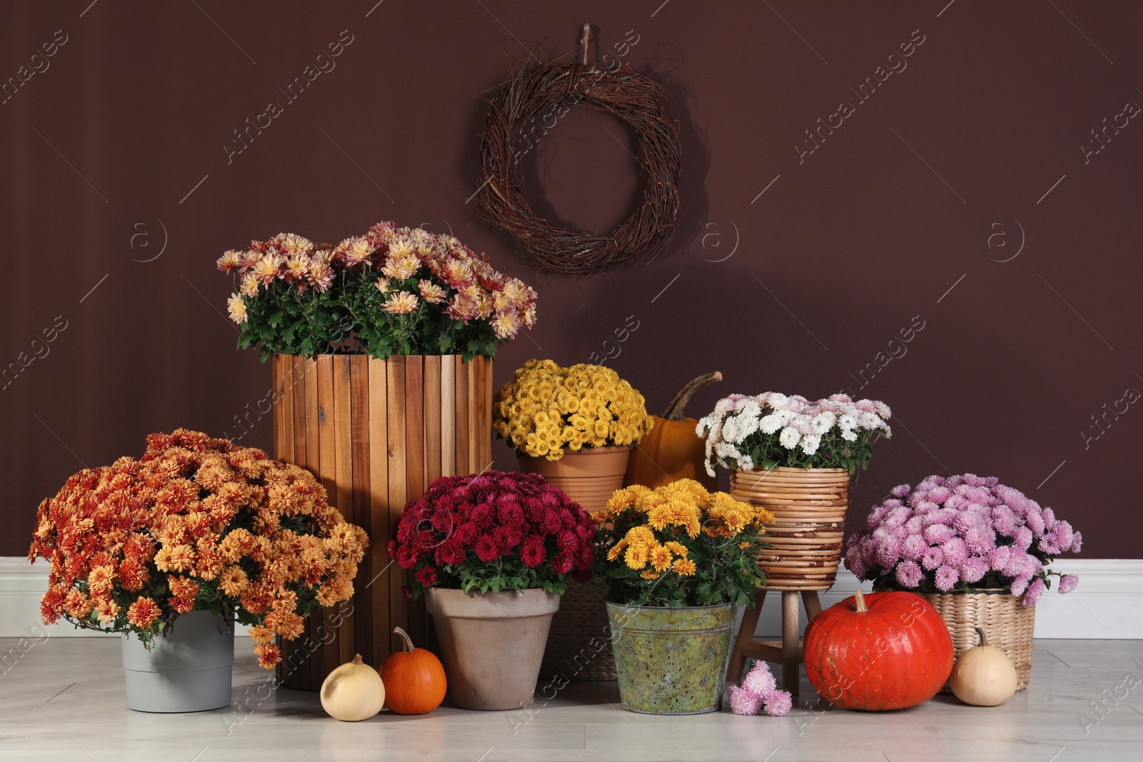 Photo of Beautiful fresh chrysanthemum flowers and pumpkins near brown wall