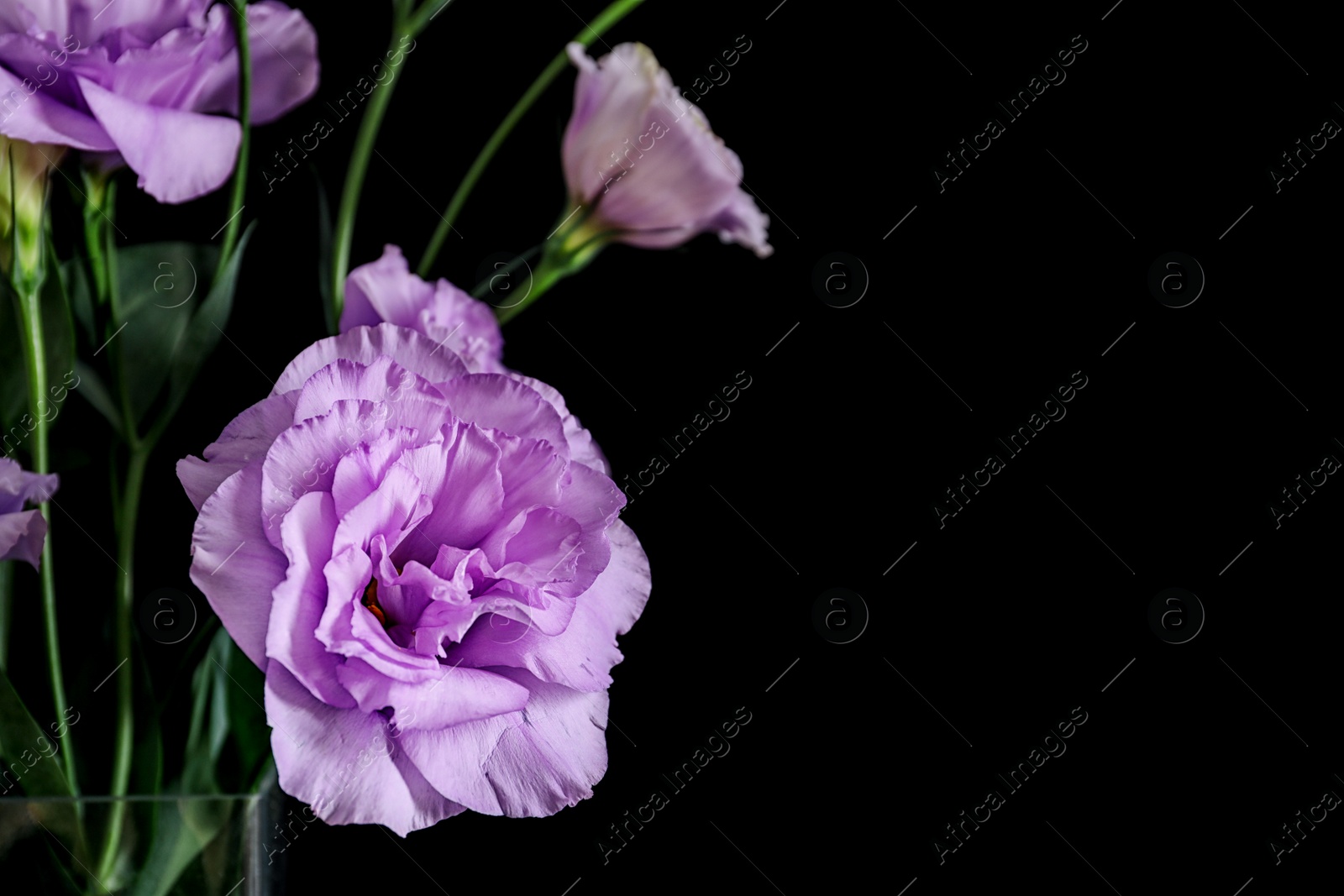 Photo of Beautiful bouquet of Eustoma flowers on black background, close up view