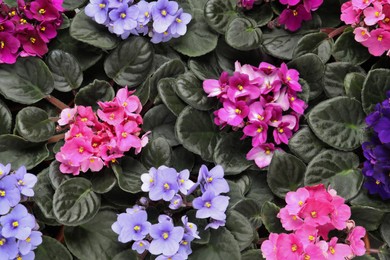 Photo of Beautiful blooming violets as background, top view. Plants for house decor