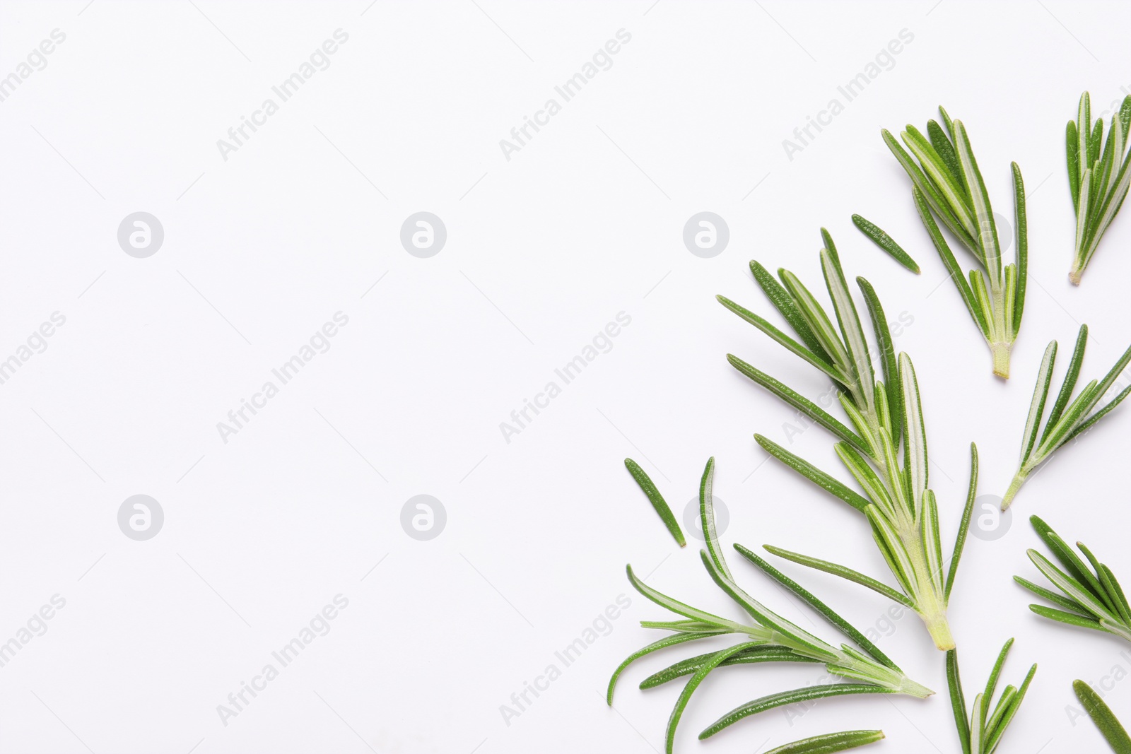 Photo of Sprigs of fresh rosemary on white background, flat lay. Space for text