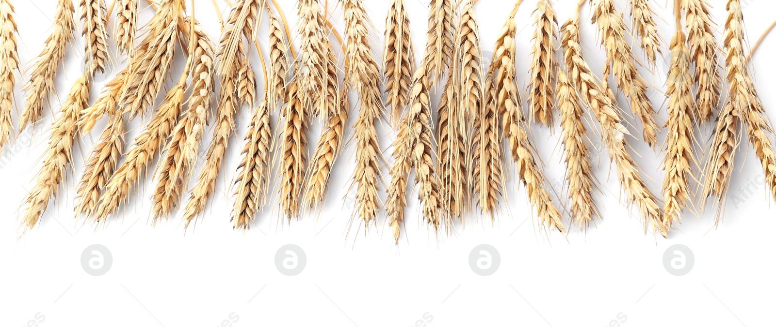 Photo of Many ears of wheat on white background, flat lay. Space for text