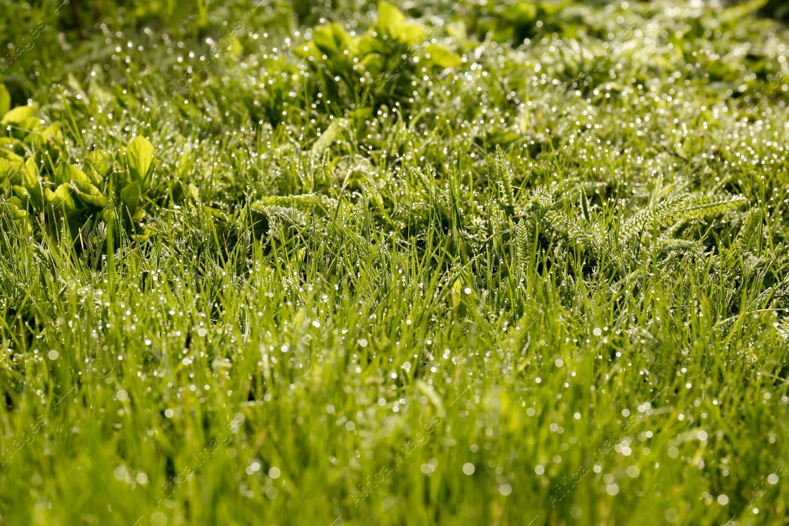 Photo of Beautiful bright green grass covered with morning dew