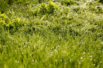 Beautiful bright green grass covered with morning dew