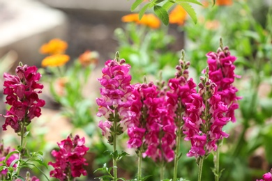 Photo of Beautiful spring flowers in garden on sunny day