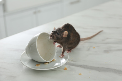 Photo of Rat near dirty dishes on table indoors. Pest control