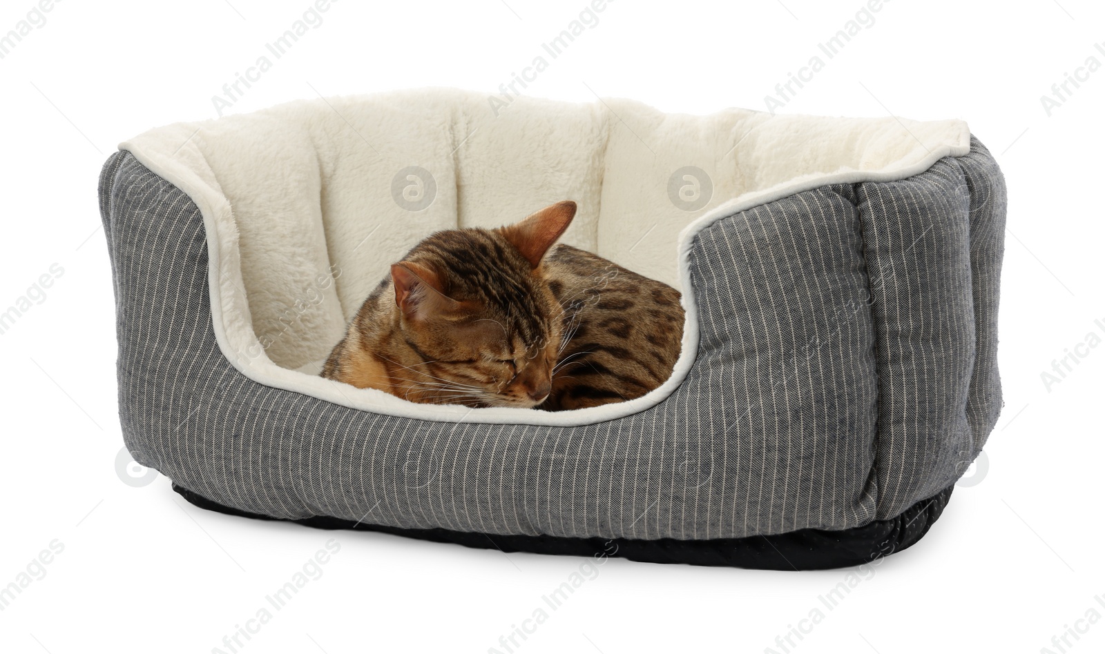 Photo of Cute Bengal cat lying on pet bed against white background