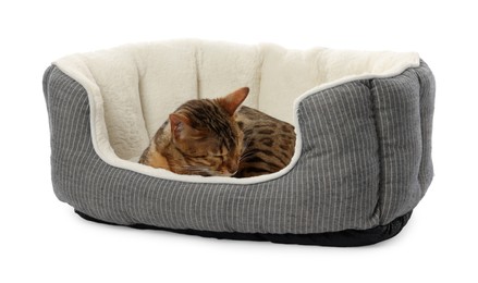 Photo of Cute Bengal cat lying on pet bed against white background