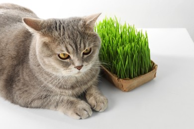 Photo of Cute cat and fresh green grass on white background