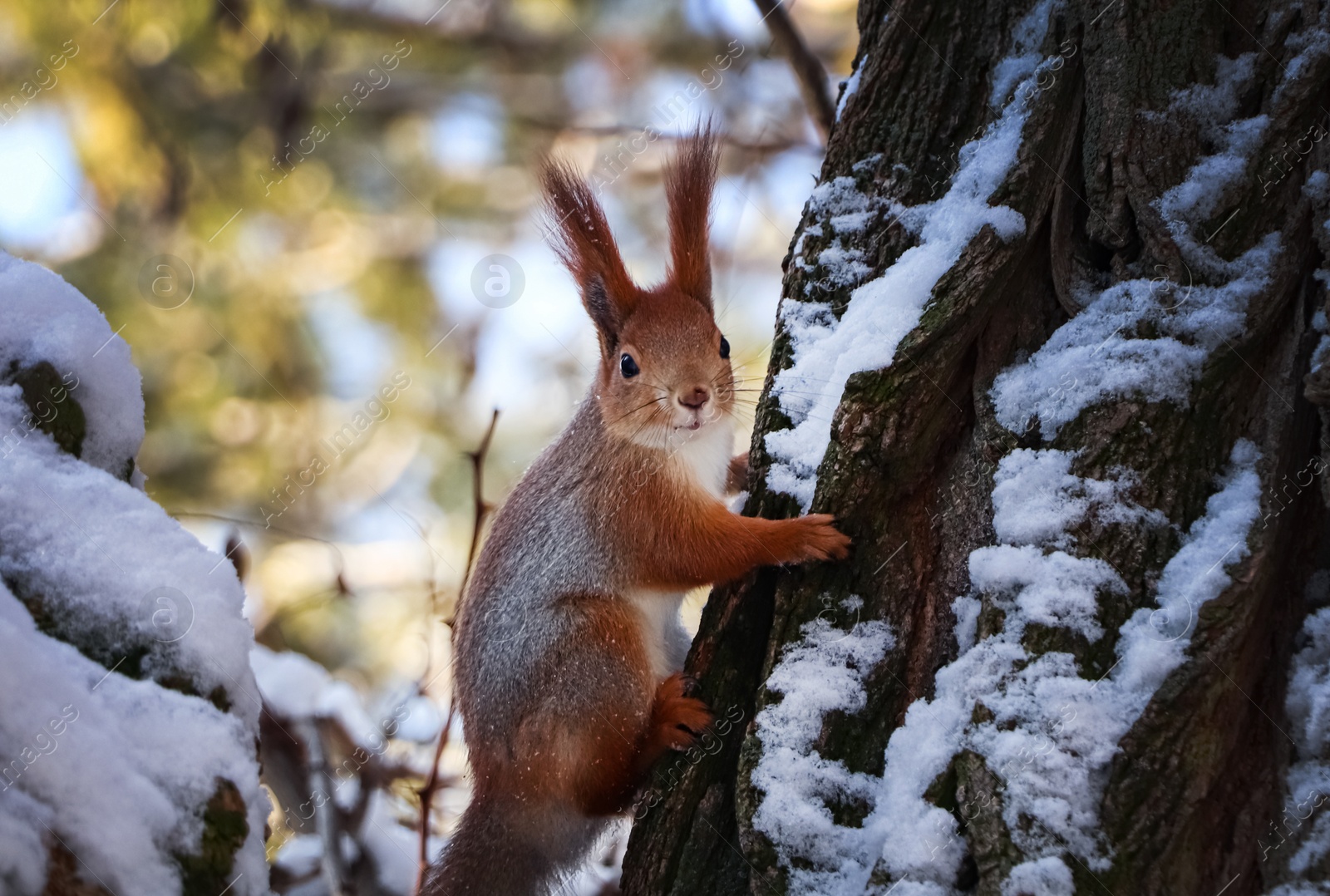 Photo of Cute squirrel on acacia tree in winter forest