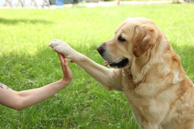 Photo of Cute Labrador Retriever dog giving high five to woman outdoors