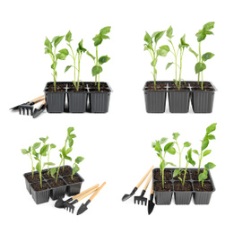 Image of Set of vegetable seedlings and gardening tools on white background