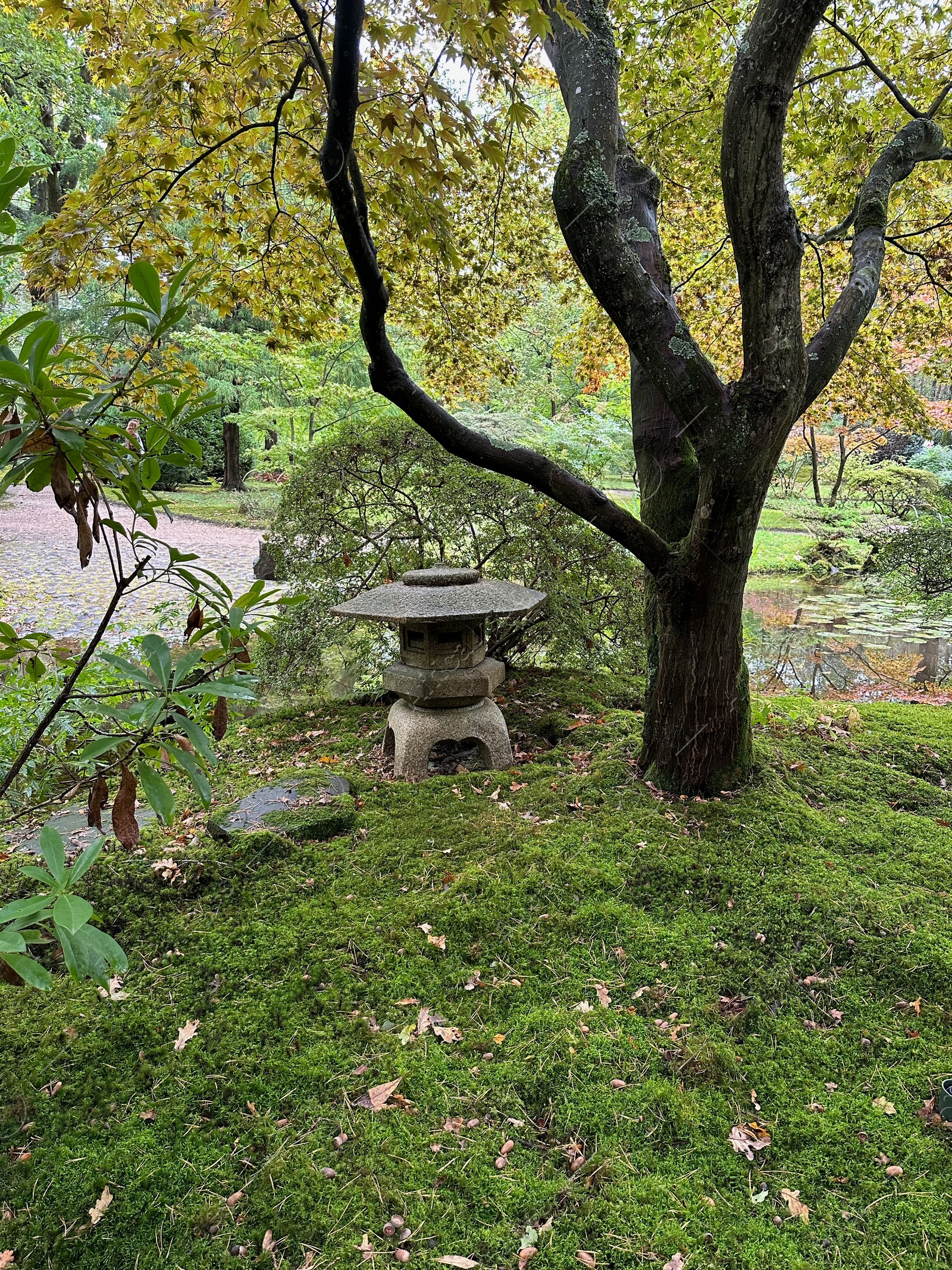Photo of Bright moss, different plants, little pond and stone lantern in Japanese garden