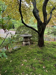 Bright moss, different plants, little pond and stone lantern in Japanese garden