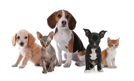 Image of Adorable little kittens and puppies on white background