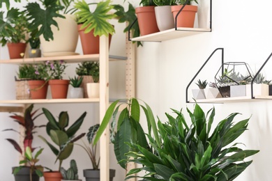 Photo of Different home plants in stylish room interior