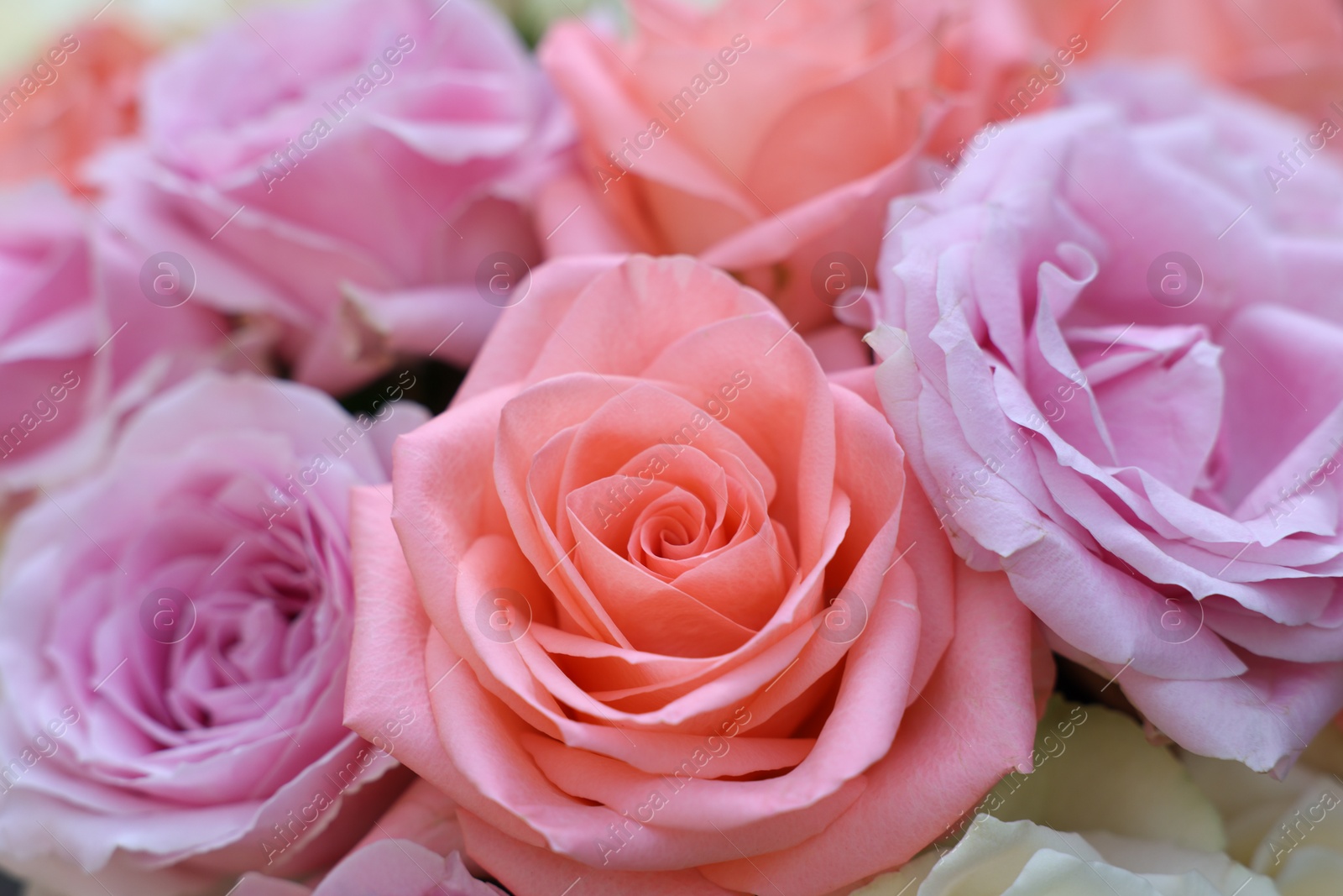 Photo of Beautiful bouquet of aromatic roses as background, closeup