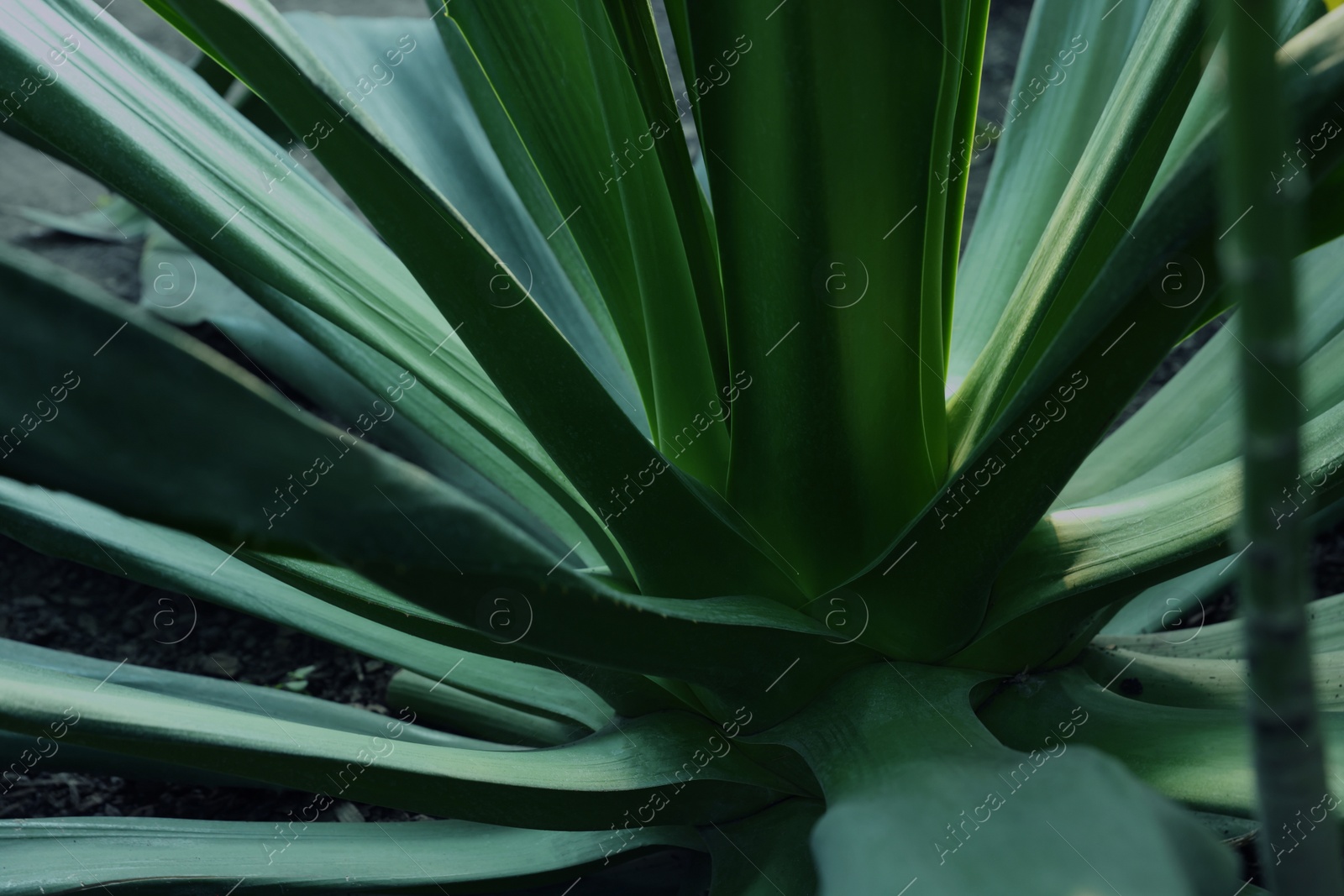 Photo of American aloe with beautiful leaves growing outdoors, closeup. Tropical plant