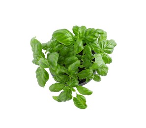 Photo of Aromatic green potted basil isolated on white, top view