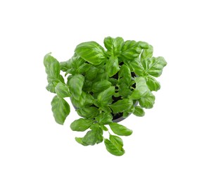 Aromatic green potted basil isolated on white, top view