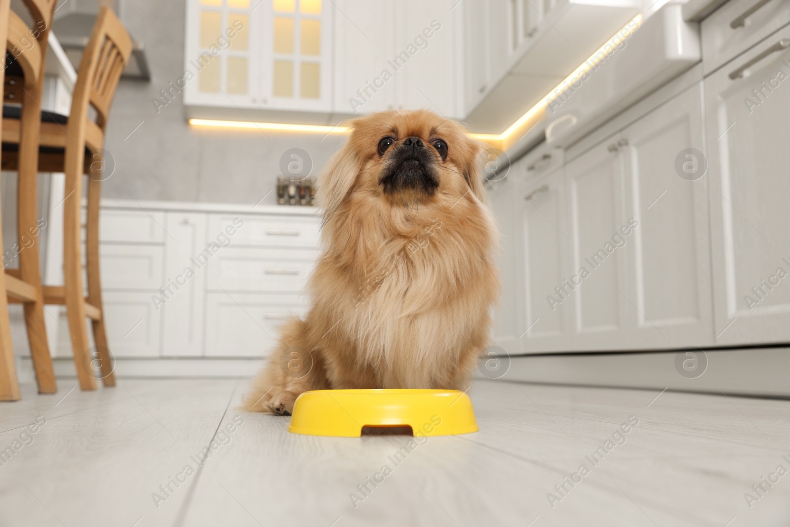 Photo of Cute Pekingese dog near pet bowl in kitchen