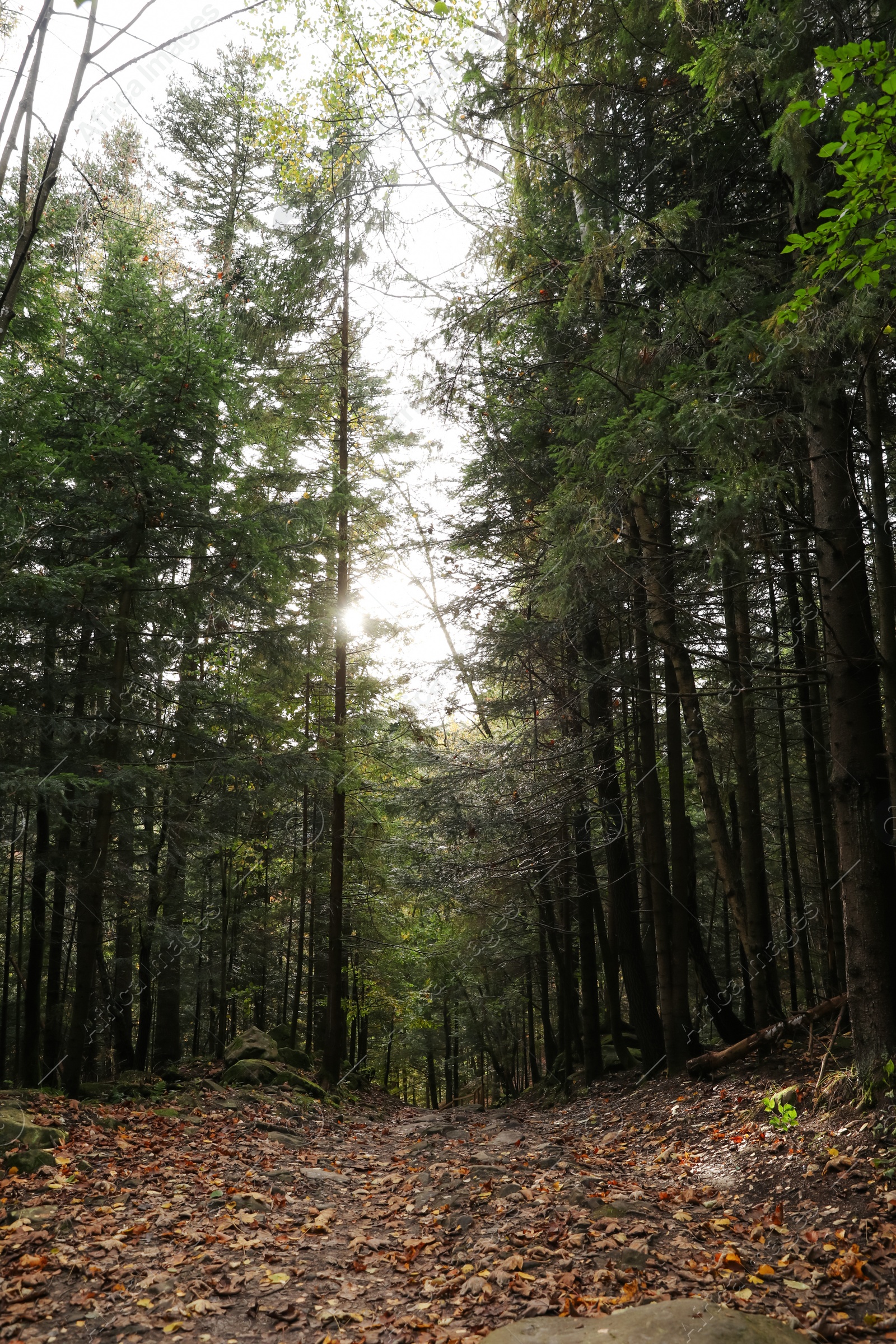 Photo of Picturesque view pathway among trees in beautiful forest on autumn day