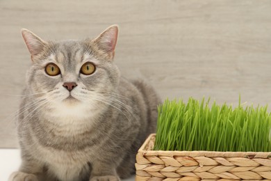 Cute cat near fresh green grass against wooden wall