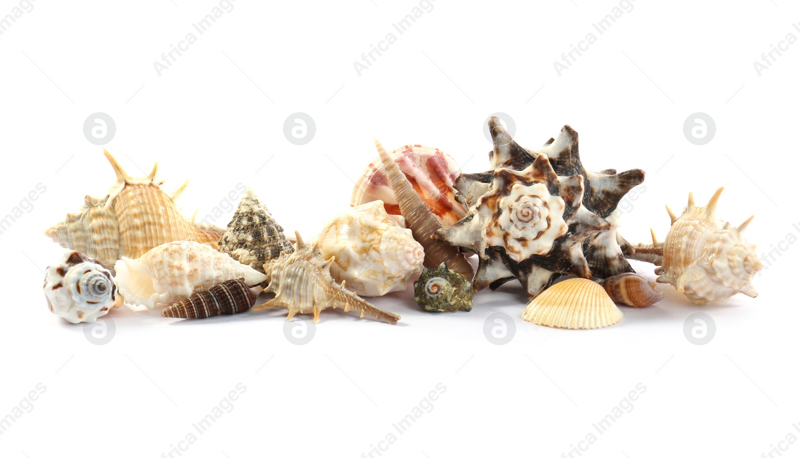 Photo of Beautiful exotic sea shells isolated on white