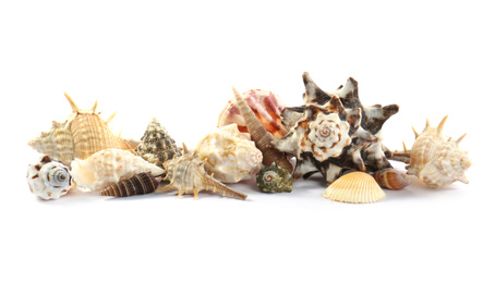 Photo of Beautiful exotic sea shells isolated on white