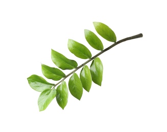 Photo of Tropical zamioculcas plant branch with leaves isolated on white