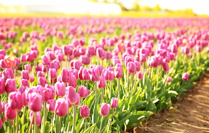 Photo of Picturesque view of field with blossoming tulips on sunny spring day