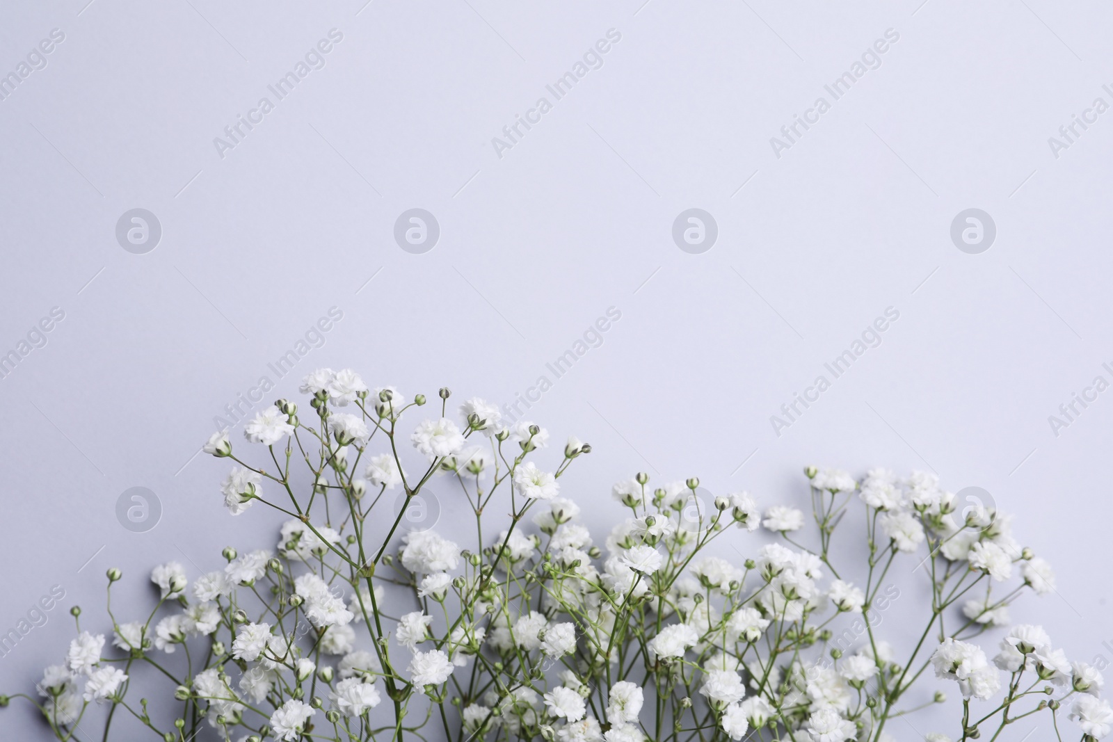 Photo of Beautiful white gypsophila flowers on light grey background, top view. Space for text