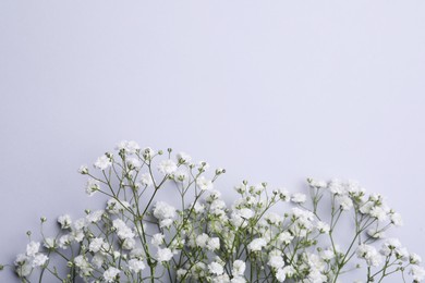 Beautiful white gypsophila flowers on light grey background, top view. Space for text