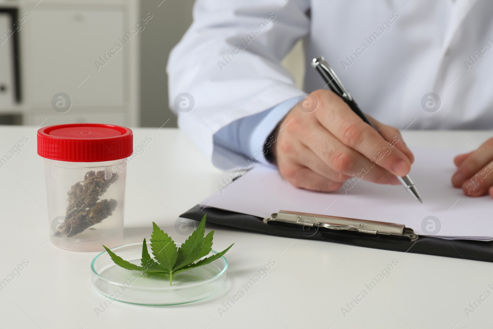 Photo of Doctor working at table with medical hemp and fresh leaf indoors, closeup