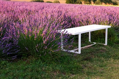 White bench near beautiful blooming lavender in field