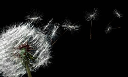 Image of Beautiful puffy dandelion blowball and flying seeds on black background