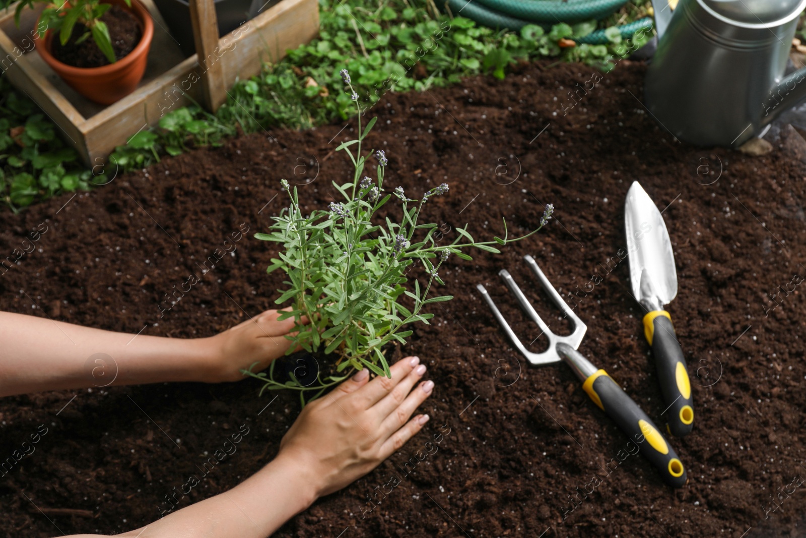 Photo of Woman transplanting beautiful lavender flower into soil in garden, above view