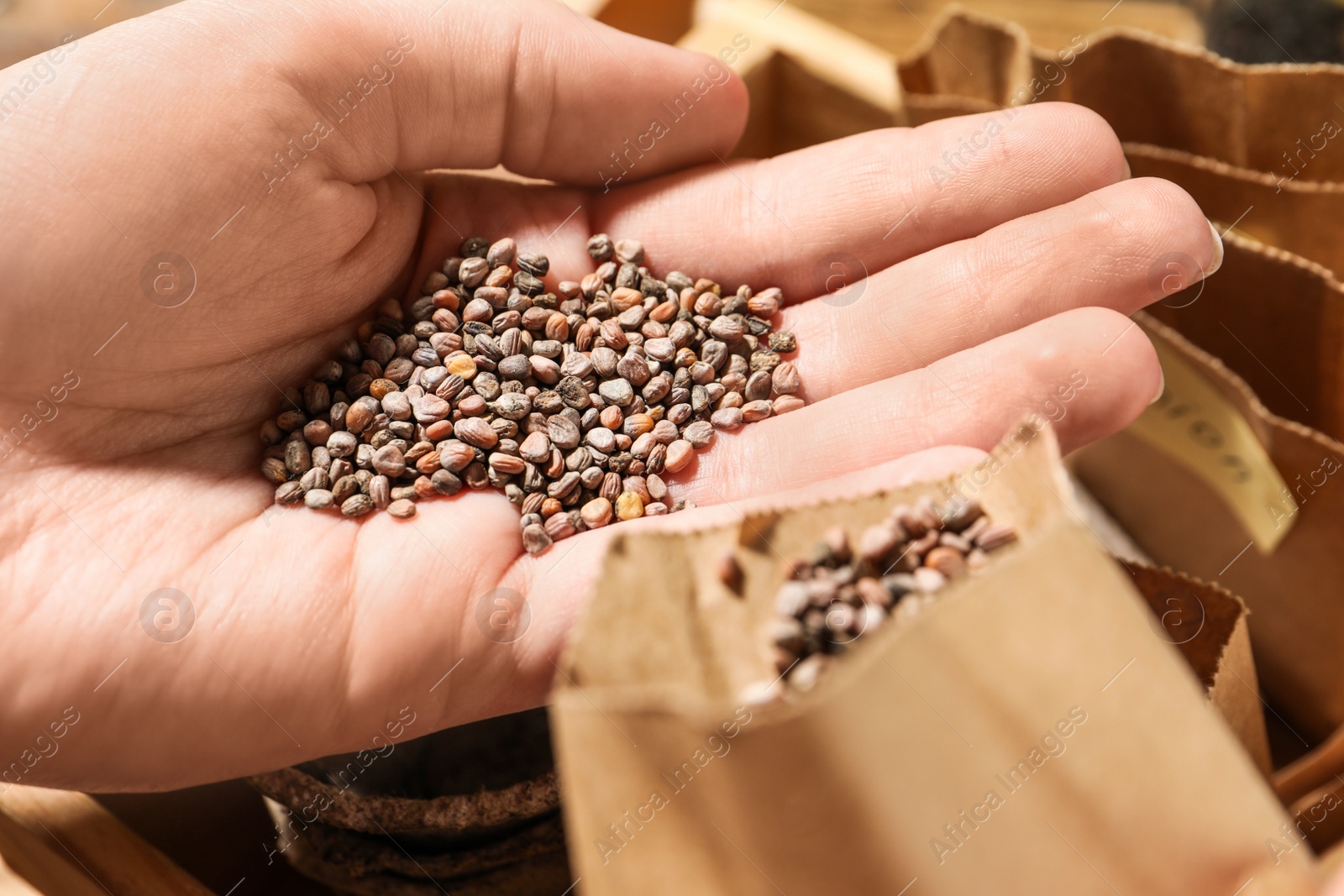 Photo of Woman holding pile of radish seeds, closeup. Vegetable planting