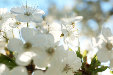 Blossoming cherry tree, closeup