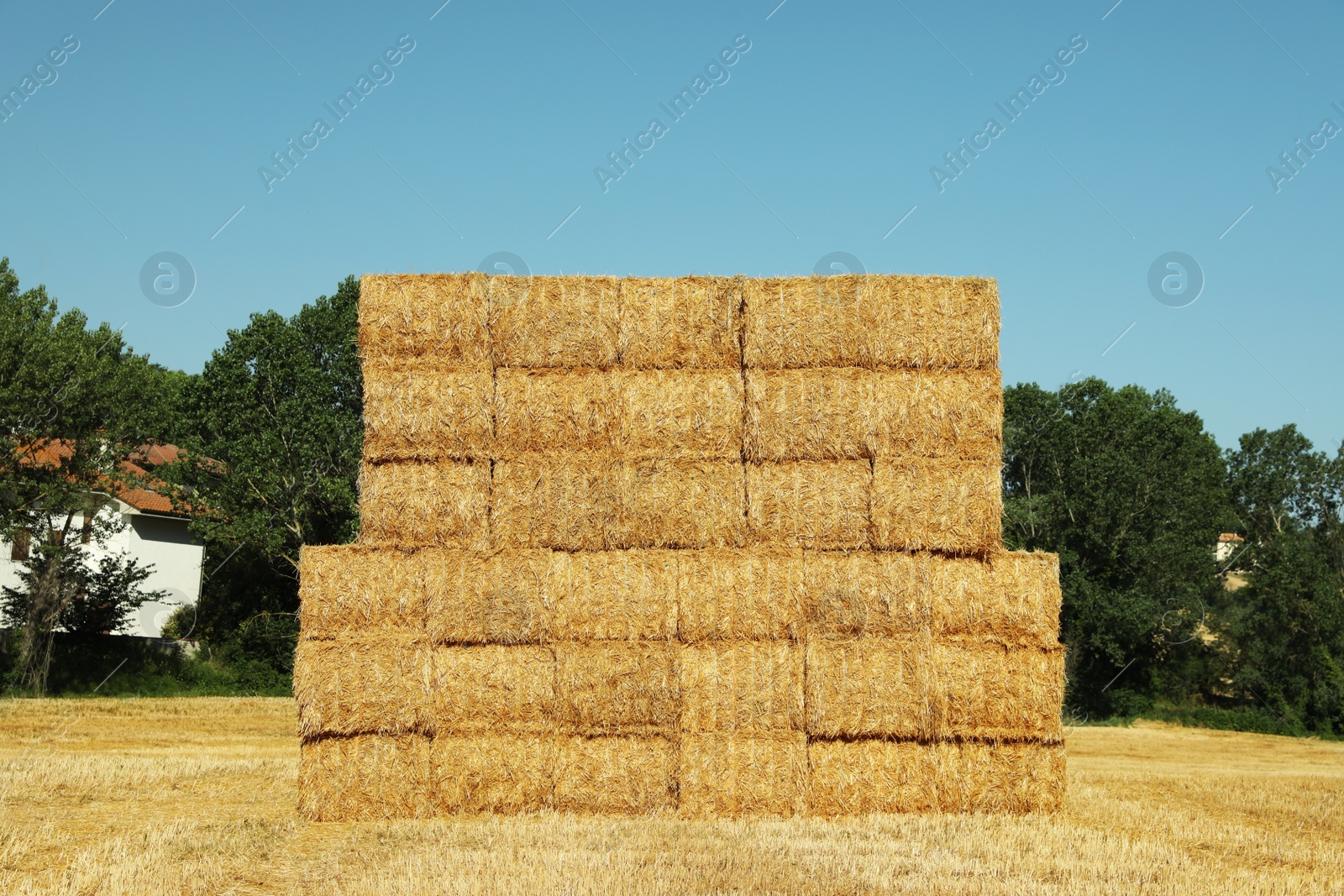 Photo of Many hay bales outdoors on sunny day