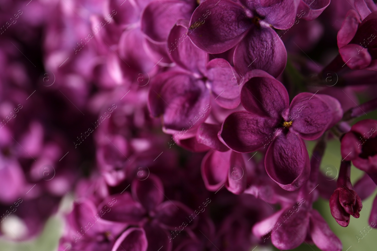 Photo of Beautiful blooming lilac flowers on blurred background, closeup