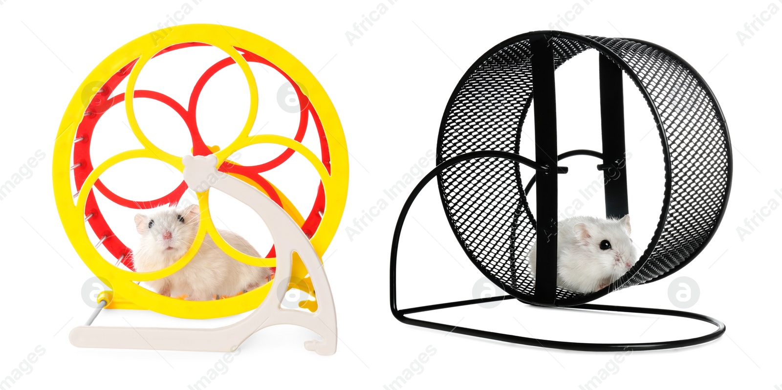 Image of Cute funny hamsters running in wheels on white background, collage. Banner design