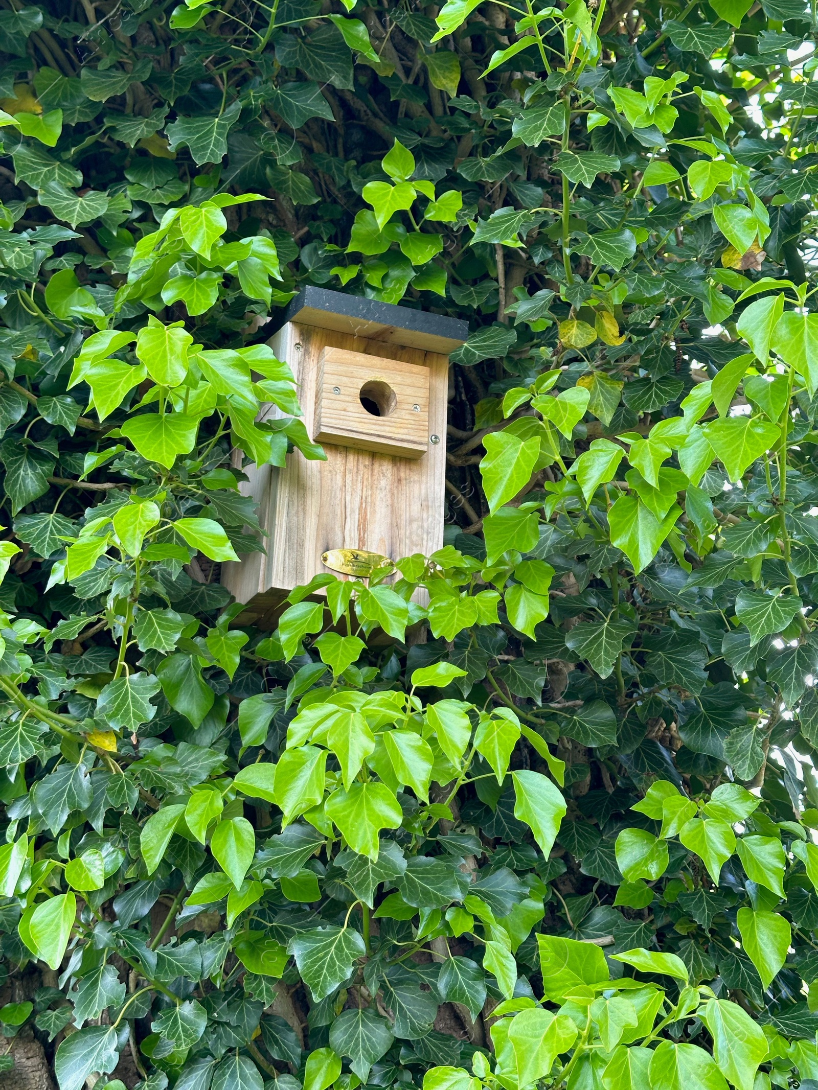 Photo of Beautiful wooden birdhouse hanging on tree trunk in park