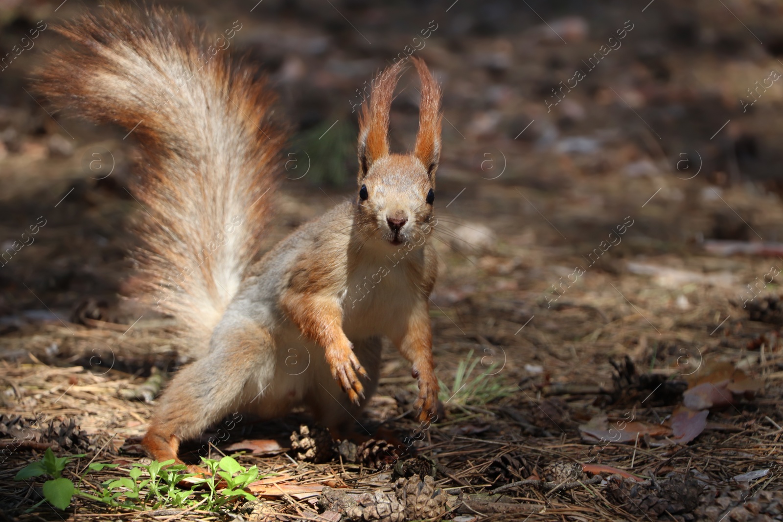 Photo of Cute red squirrel on ground in forest